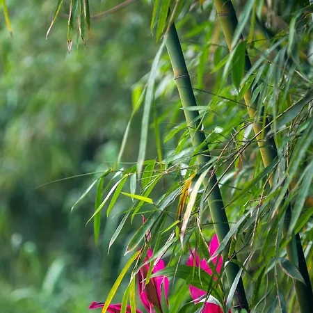 Maisonnette Dans La Foret